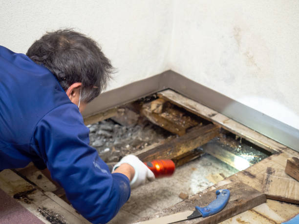 Best Water Damage Restoration  in Fourche Crossing, LA