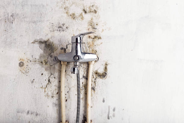 Best Affordable Mold Removal  in Fourche Crossing, LA
