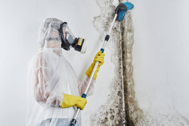Best Residential Mold Removal  in Fourche Crossing, LA
