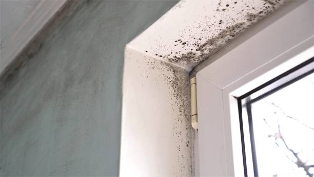 Best Professional Mold Removal  in Fourche Crossing, LA