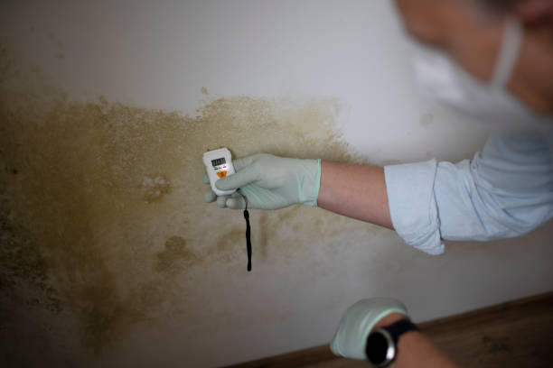 Best Home Mold Removal  in Fourche Crossing, LA