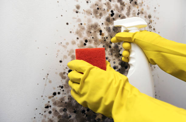 Best Mold Damage Repair  in Fourche Crossing, LA