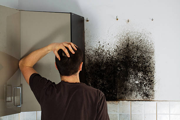 Best Mold Removal Company Near Me  in Fourche Crossing, LA
