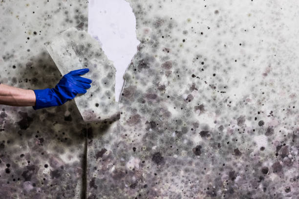 Best Commercial Mold Removal  in Fourche Crossing, LA