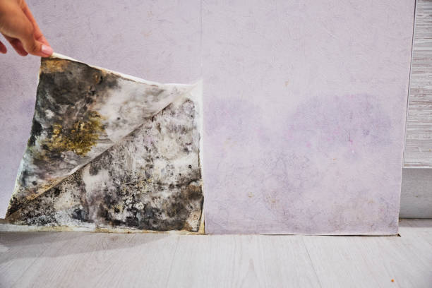  Fourche Crossing, LA Mold Removal Pros